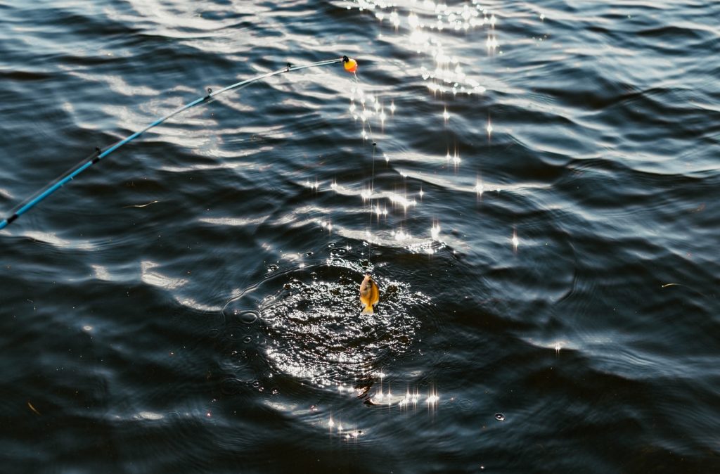 What is the Best Time of Day to Catch Bluegill