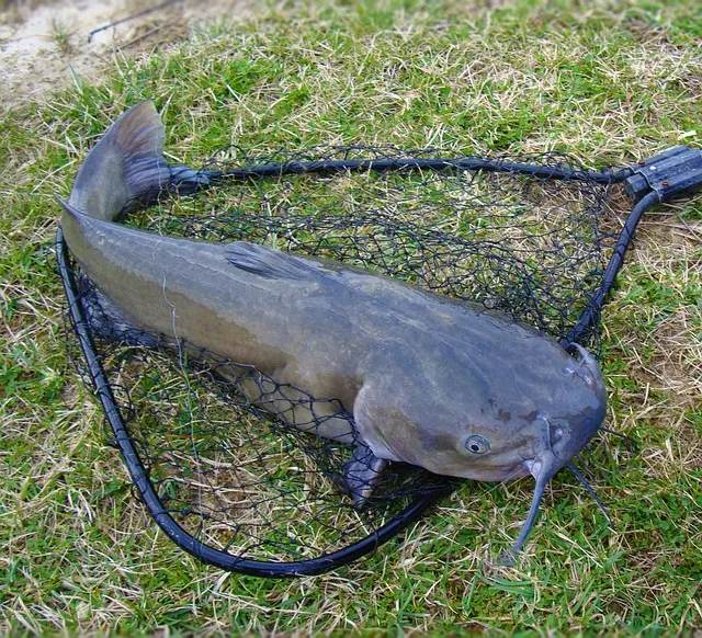 How to Debone a Catfish – Detailed Guide
