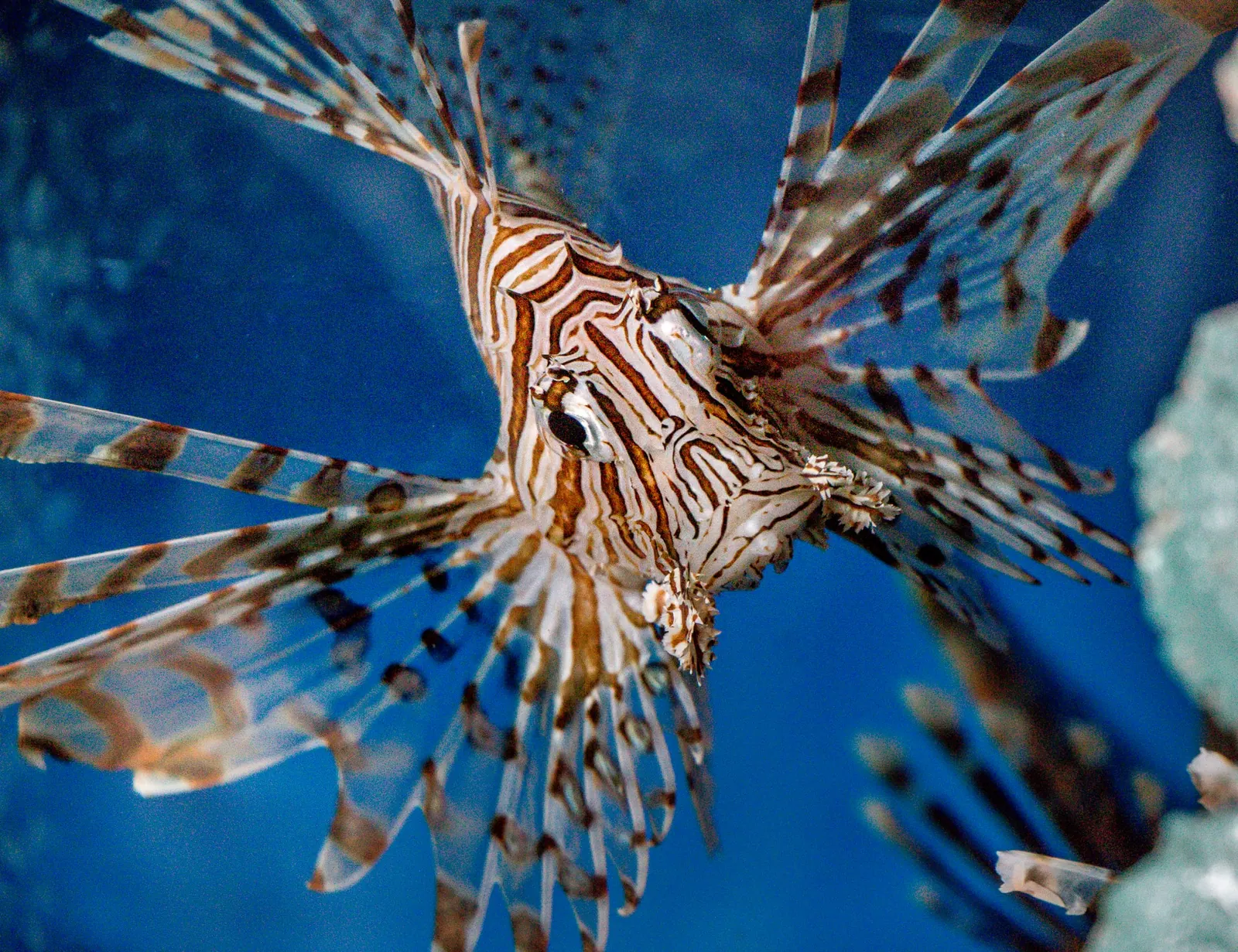Lionfish - Are They Deadly? Find Out Here!