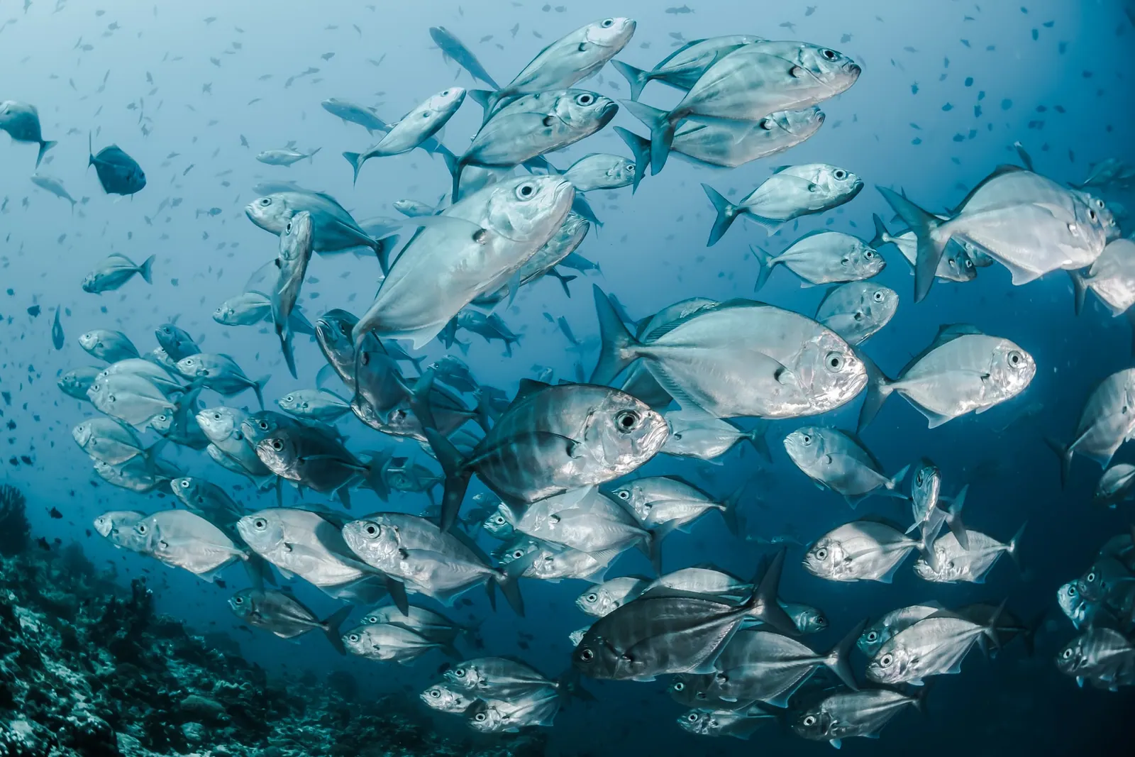 Fish Ladder - Click Here to Know How it Works!